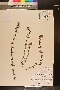 Sophronanthe pilosa image