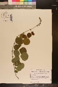 Desmodium rotundifolium image