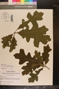 Quercus lyrata image