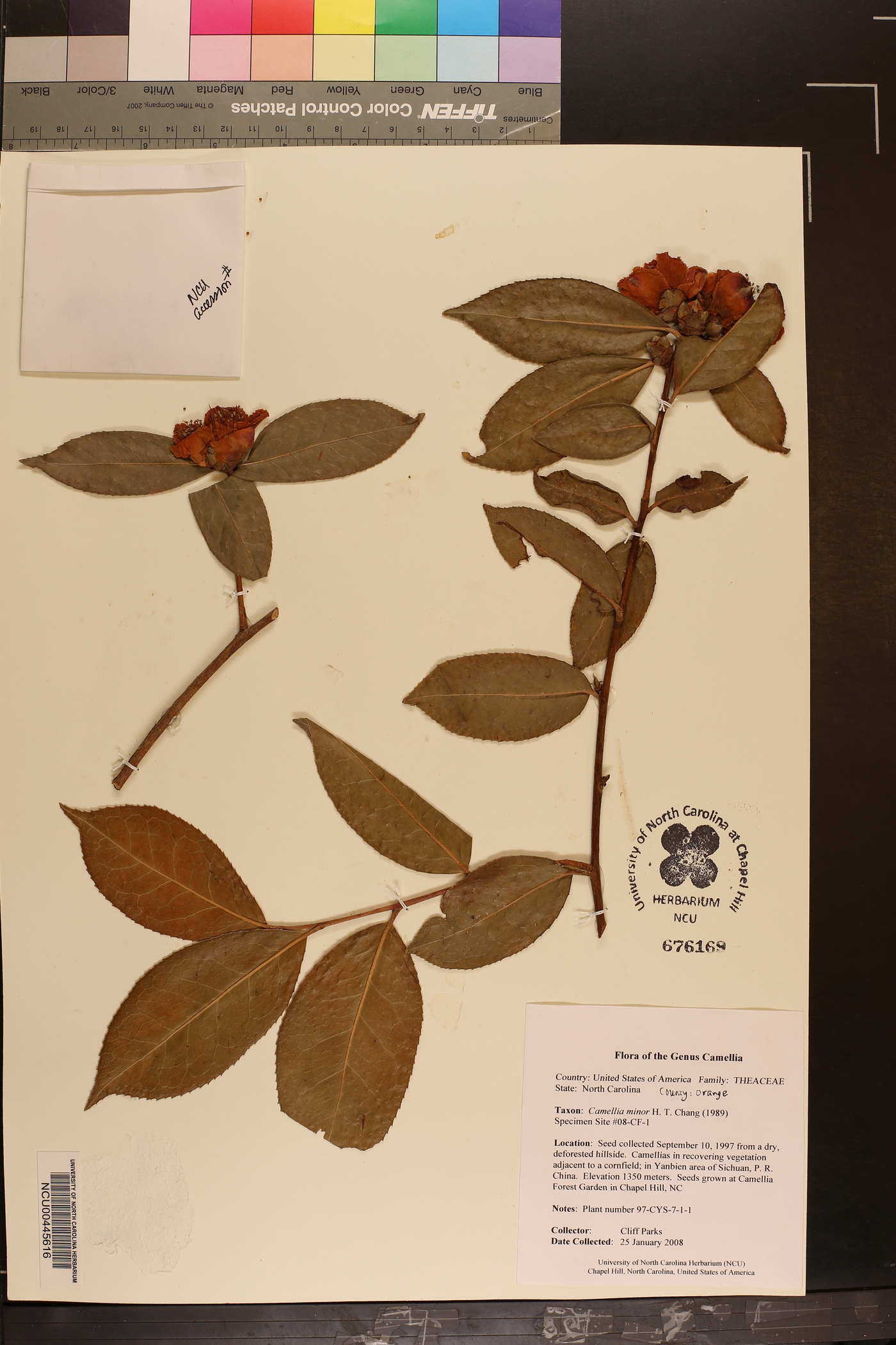 Camellia saluenensis image