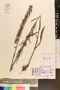 Liatris secunda image