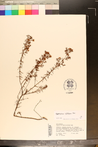 Hypericum nitidum image