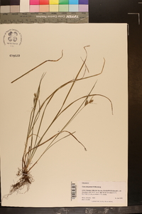 Carex dasycarpa image