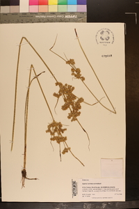 Cyperus surinamensis image