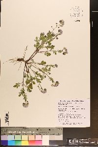 Phacelia dubia var. dubia image