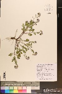 Phacelia dubia image