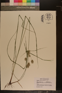 Cyperus hystricinus image