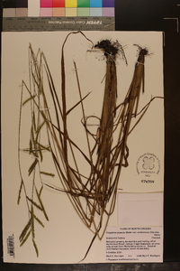 Paspalum praecox var. curtissianum image