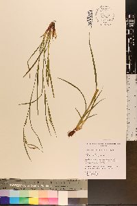 Carex corrugata image