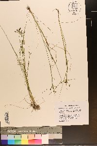 Rhynchospora nitens image