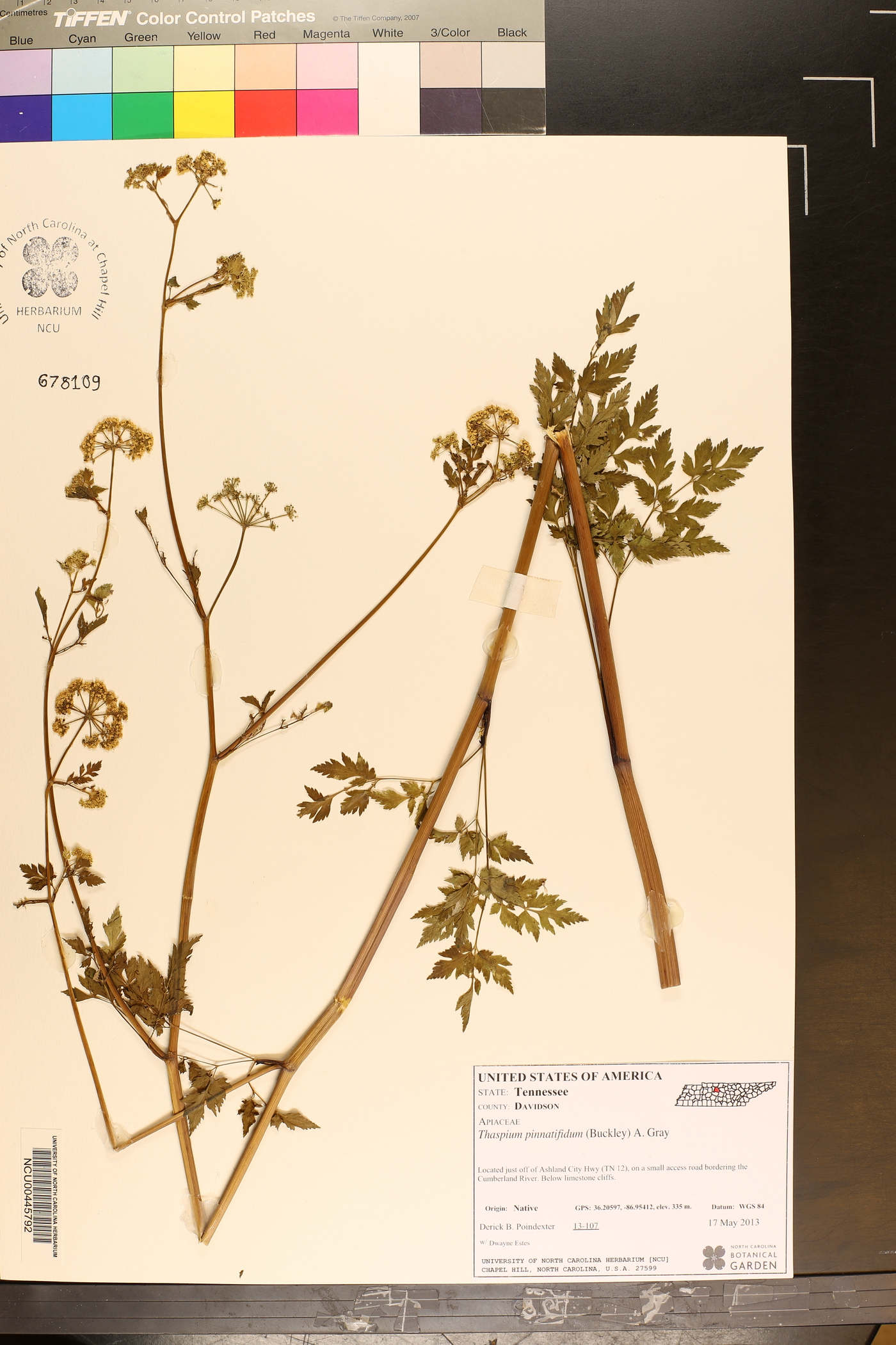 Thaspium pinnatifidum image