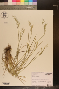 Danthonia epilis image