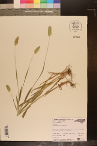 Phalaris caroliniana image