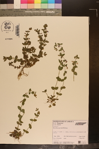 Scutellaria parvula image