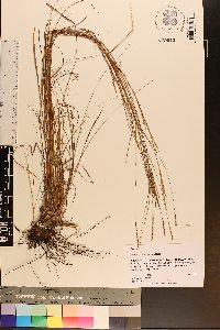 Schizachyrium tenerum image