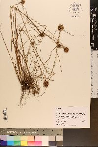 Cyperus filiculmis image