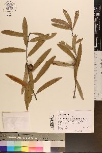 Quercus pumila image