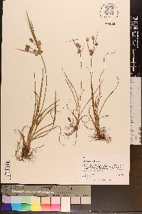 Cyperus retrorsus image