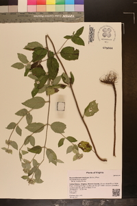 Pycnanthemum muticum image