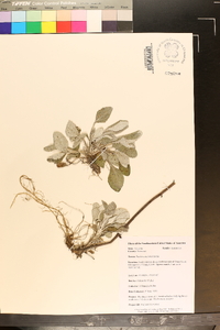 Packera antennariifolia image