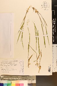 Dichanthelium aciculare var. ramosum image