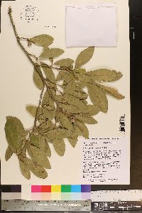 Quercus virginiana image