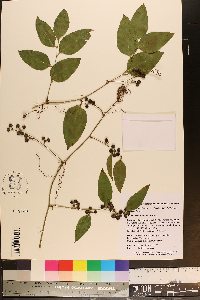 Smilax smallii image