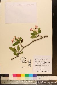 Malus angustifolia image