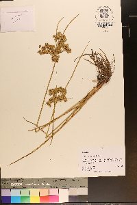 Cyperus surinamensis image