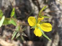 Ludwigia decurrens image