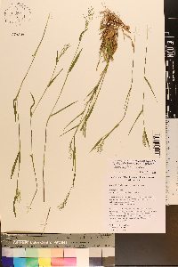 Dichanthelium acuminatum subsp. longiligulatum image