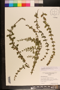Image of Clinopodium talladeganum