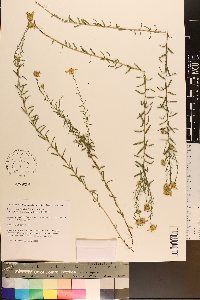 Ionactis linariifolia image