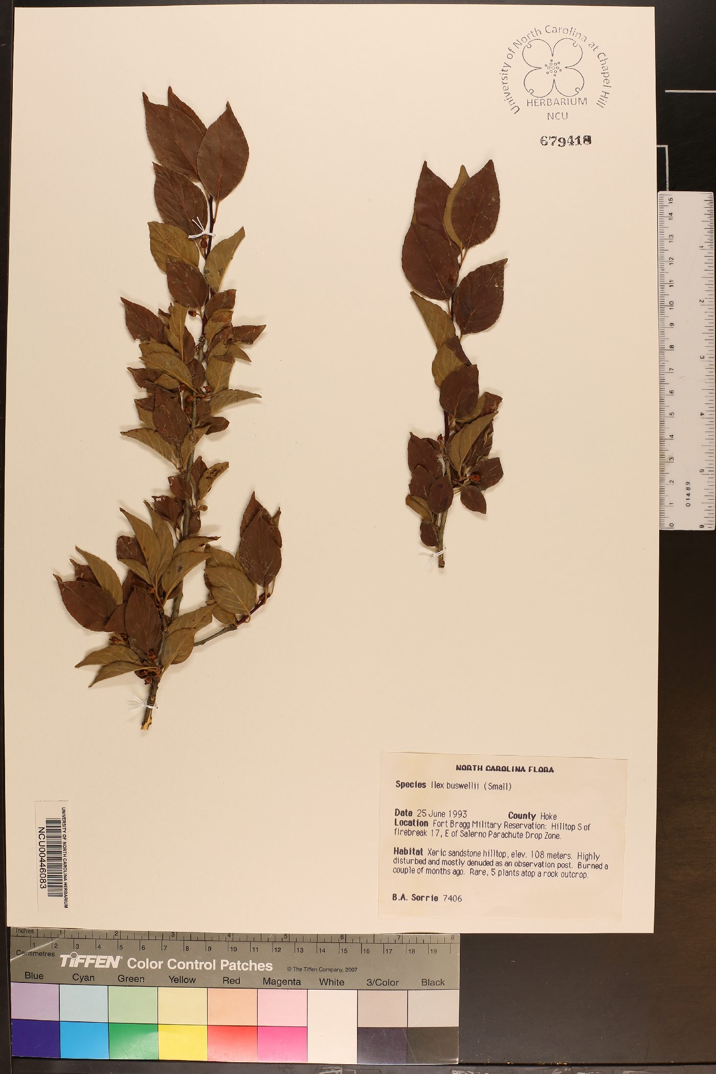 Ilex buswellii image