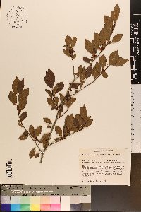 Ilex ambigua image