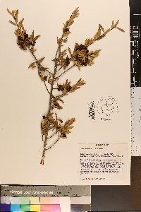 Ilex myrtifolia image