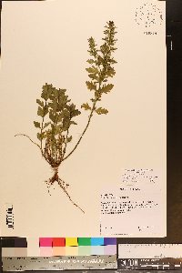 Teucrium cubense image