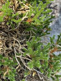 Selaginella tortipila image