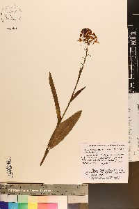 Platanthera ciliaris image