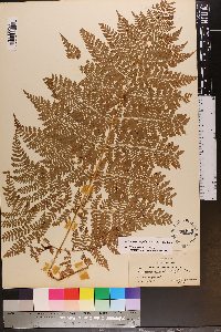 Dryopteris campyloptera image