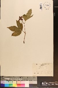 Rubus canadensis image