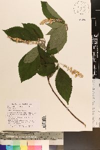 Clethra acuminata image