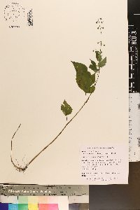 Circaea canadensis image