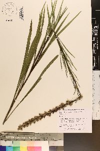 Liatris spicata image