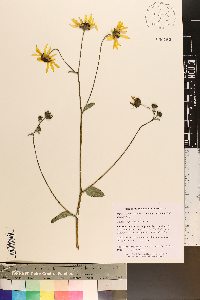 Silphium asteriscus image