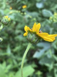 Silphium asteriscus image