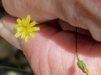 Hieracium paniculatum image