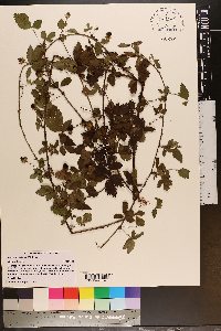 Rubus flagellaris image