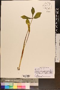 Arisaema pusillum image