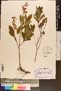 Lyonia mariana image